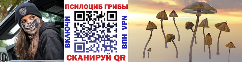 Псилоцибиновые грибы Psilocybe  магазин  наркотиков  Дубовка 